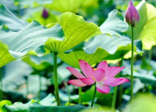 夏天气温一般是多少度？今年夏天气温与往年比高还是低