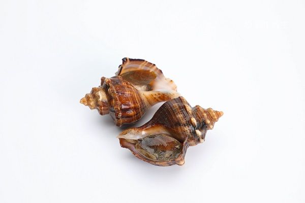 海螺哪里不能吃