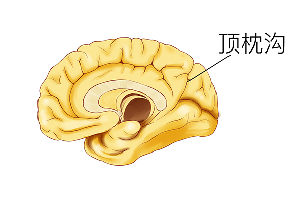 长期看黄色影片会改变大脑结构吗 长期看黄色影片有什么影响