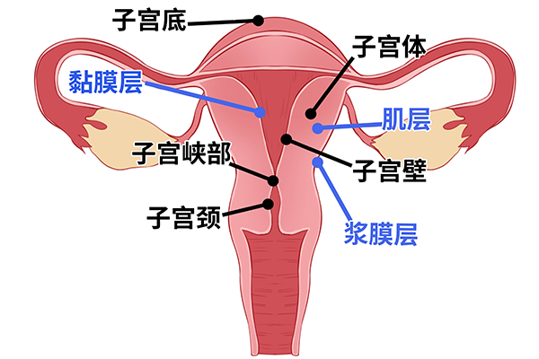 始基子宫能治愈吗，该如何治疗始基子宫