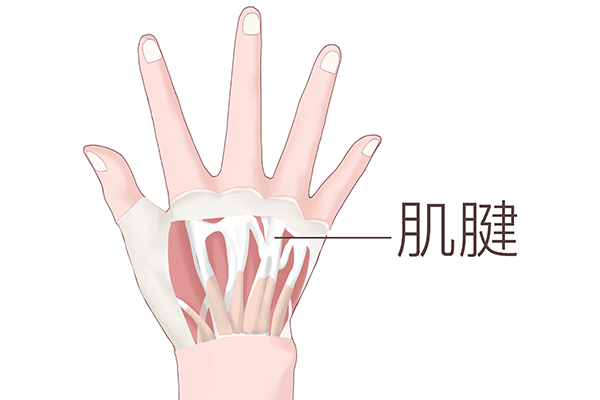 什么是肌腱，如何保护肌腱