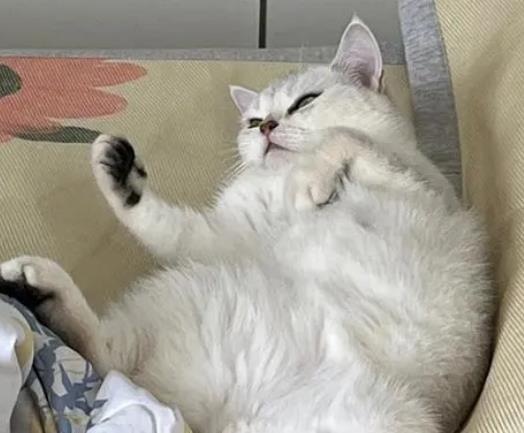 猫咪尾巴黑黑的是皮肤病吗？猫咪尾巴有什么用