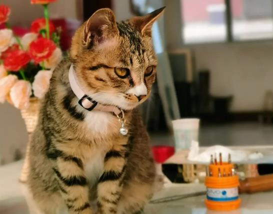 自驾带猫咪长时间坐车怎么办？猫咪长时间坐车会怎么样