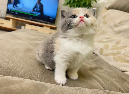 自驾带猫咪长时间坐车怎么办？猫咪长时间坐车会怎么样