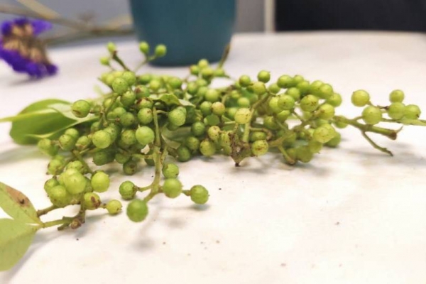 炖羊肉放花椒吗