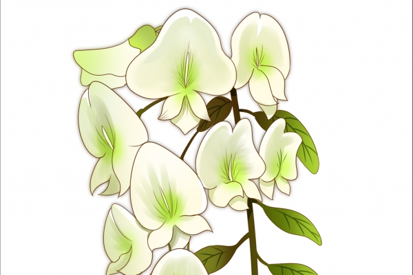 槐花能吃吗?
