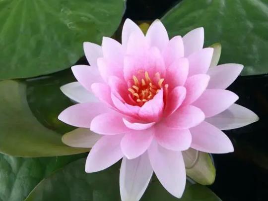 养的睡莲不开花是怎么回事？鱼池内能不能种睡莲