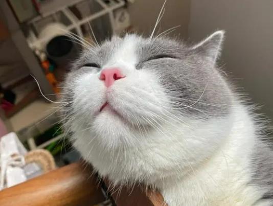 野猫生的小猫有病毒吗？小猫眼屎怎么擦干净