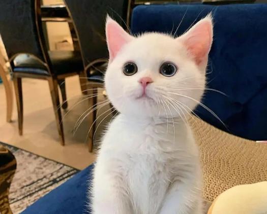 猫咪口炎有什么症状？猫咪发情有什么表现