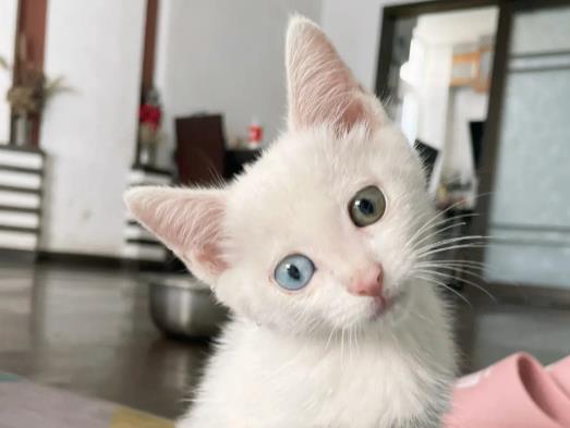 猫咪口炎有什么症状？猫咪发情有什么表现