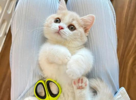 猫咪流食怎么喂？猫咪低声吼叫是什么意思