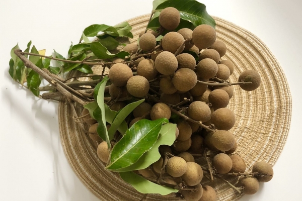 桂圆干是热性还是凉性