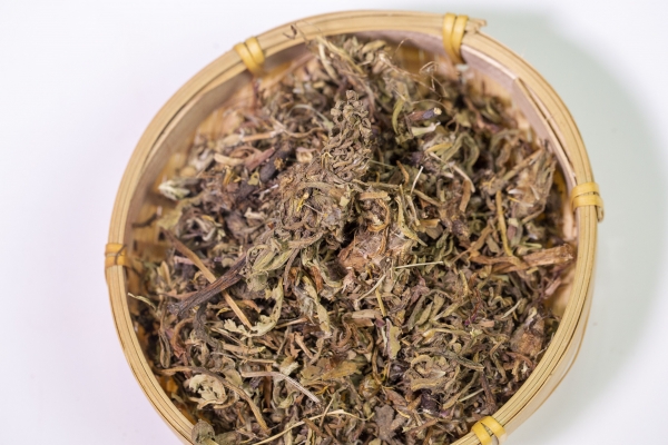蒲公英的功效与作用、禁忌和食用方法
