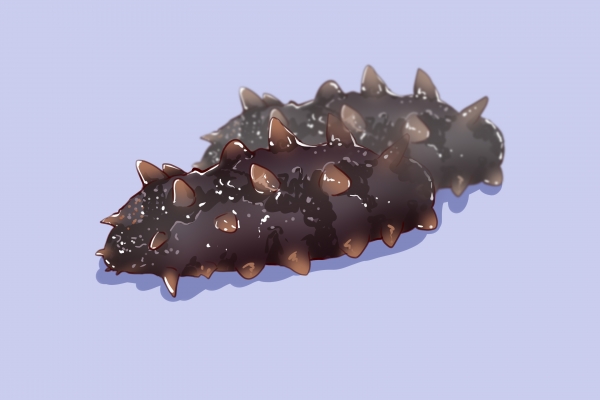 海参的营养价值和功效有什么