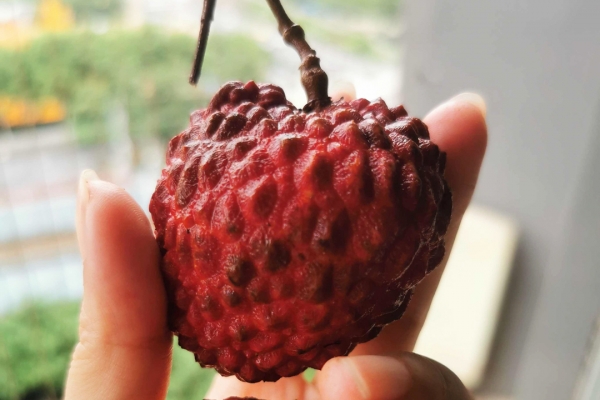 高血糖可以吃荔枝