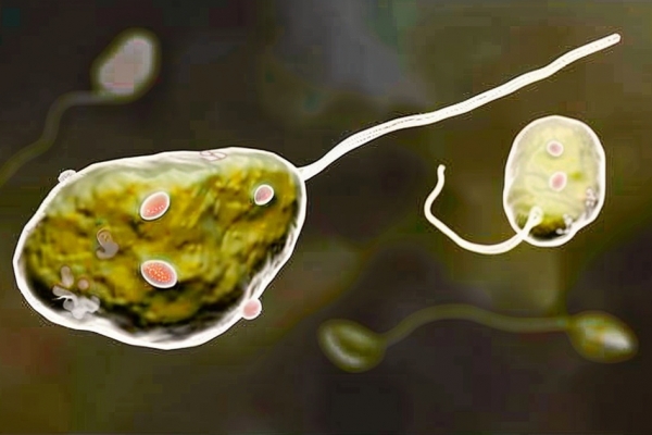 84能杀死食脑虫吗