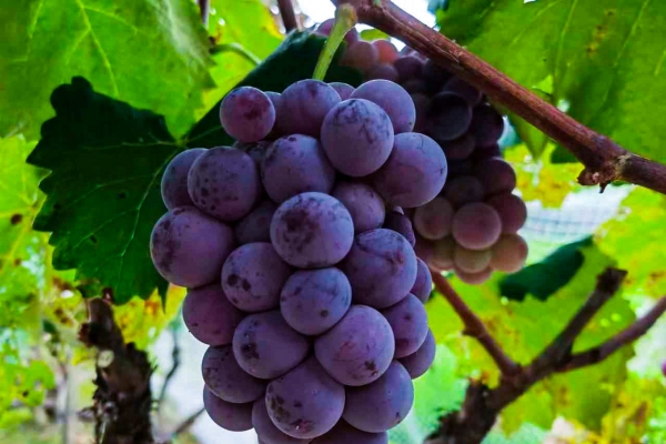 水果里面有食脑虫吗
