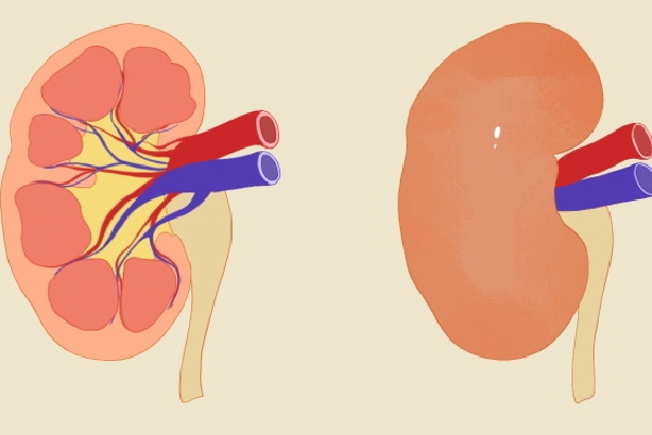补肾可以提高精力吗