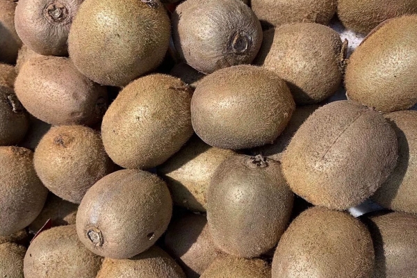 猕猴桃能放冰箱冷藏保存吗