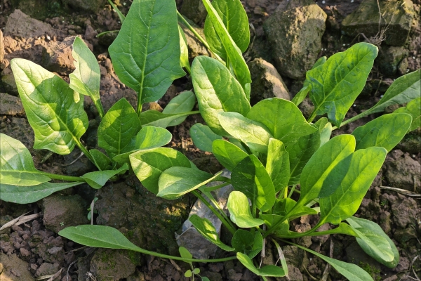 车厘子能增强免疫力吗