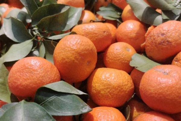 砂糖橘对消化系统的好处有哪些